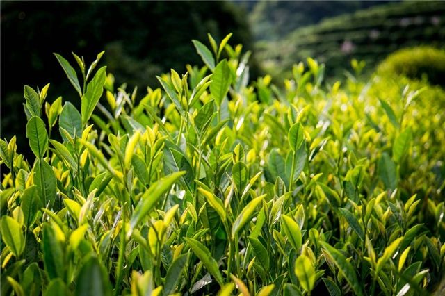 長興雨潤荼葉生產地配置農藥殘留檢測儀提升茶葉銷售市場